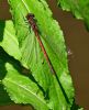 Large Red Damselfly at Belfairs Great Wood (Graham Oakes) (95329 bytes)