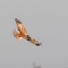 Marsh Harrier at Wallasea Island (RSPB) (Andrew Armstrong) (35022 bytes)