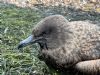 Great Skua at Wakering Stairs (Marc Outten) (128819 bytes) Great Skua at Wakering Stairs (Marc Outten) (128819 bytes)