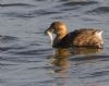 Little Grebe at Lower Raypits (Jeff Delve) (78920 bytes)