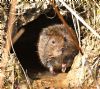 Northern Water Vole at Bowers Marsh (RSPB) (Graham Oakes) (172008 bytes)