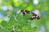 White Admiral at Belfairs N.R. (Mike Bailey) (63836 bytes)