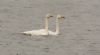 Whooper Swan at Paglesham (Steve Arlow) (119604 bytes)