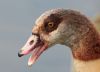 Egyptian Goose at Shoeburyness Park (Steve Arlow) (53383 bytes)