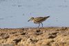 Pectoral Sandpiper at Lower Raypits (Jeff Delve) (57373 bytes)