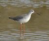 Spotted Redshank at Tewke's Creek (Graham Oakes) (66650 bytes)