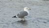 Yellow-legged Gull at Hullbridge (Steve Arlow) (69175 bytes)
