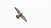 Peregrine Falcon at Bowers Marsh (RSPB) (Steve Arlow) (12785 bytes)