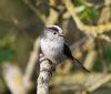 Long-tailed Tit at Two Tree Island (West) (Vince Kinsler) (54979 bytes)
