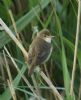 Marsh Warbler at Benfleet Downs (Steve Arlow) (60616 bytes)