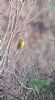 Yellowhammer at South Fambridge (Paul Baker) (78130 bytes)