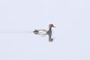 Red-crested Pochard at River Crouch (Matt Bruty) (12269 bytes)