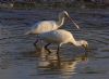 Spoonbill at Wat Tyler Country Park (Tim Bourne) (73811 bytes)
