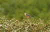 Red-footed Falcon at Bowers Marsh (RSPB) (Steve Arlow) (81263 bytes)
