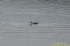 Long-tailed Duck at Rossi's Ice Cream, Westcliff (Richard Howard) (68849 bytes)