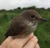 Spotted Flycatcher at Two Tree Island (East) (Max Hellicar) (72047 bytes) Spotted Flycatcher at Two Tree Island (East) (Max Hellicar) (72047 bytes)