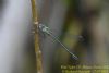 Willow Emerald Damselfly at Wat Tyler Country Park (Richard Howard) (38938 bytes)