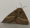 Butterflies and Moths at South Fambridge (Paul Baker) (56583 bytes) Butterflies and Moths at South Fambridge (Paul Baker) (56583 bytes)