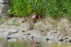 Pheasant at Two Tree Island (Richard Howard) (157079 bytes)