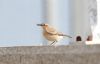 Wheatear at Gunners Park (Andrew Armstrong) (25577 bytes)