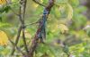 Southern Migrant Hawker at Canvey Way (Jeff Delve) (65600 bytes)