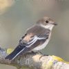 Pied Flycatcher at Gunners Park (Andrew Armstrong) (128912 bytes)