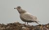 Glaucous Gull at Private site with no public access (Steve Arlow) (99554 bytes)