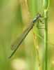Scarce Emerald Damselfly at Bowers Marsh (RSPB) (Graham Oakes) (43027 bytes) Scarce Emerald Damselfly at Bowers Marsh (RSPB) (Graham Oakes) (43027 bytes)