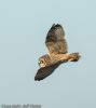 Short-eared Owl at Wallasea Island (RSPB) (Jeff Delve) (27533 bytes)