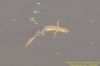 Smooth Newt at Benfleet Downs (Richard Howard) (60253 bytes)