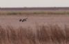 Hen Harrier at Wallasea Island (RSPB) (Jeff Delve) (34751 bytes)
