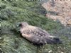 Great Skua at Wakering Stairs (Marc Outten) (196830 bytes) Great Skua at Wakering Stairs (Marc Outten) (196830 bytes)
