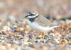 Ringed Plover at Gunners Park (Andrew Armstrong) (54871 bytes)