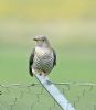 Cuckoo at Bowers Marsh (RSPB) (Graham Oakes) (50522 bytes)