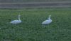 Whooper Swan at Wallasea Island (RSPB) (Jeff Delve) (52223 bytes)