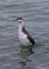 Red-throated Diver at Canvey Point (Tim Bourne) (49034 bytes)