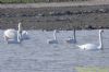 Bewick's Swan at Wallasea Island (RSPB) (Richard Howard) (125662 bytes)