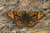 Wall Brown at West Canvey Marsh (RSPB) (Richard Howard) (97893 bytes)