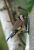 Goldfinch at Private site with no public access (Vince Kinsler) (54567 bytes)