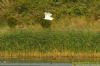 Great White Egret at Vange Marsh (RSPB) (Richard Howard) (69522 bytes)