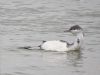 Red-throated Diver at Canvey Point (Terry Blackwell) (52226 bytes)