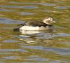 Long-tailed Duck at Two Tree Island (East) (Graham Oakes) (87761 bytes)