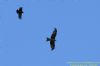 Red Kite at Benfleet Downs (Richard Howard) (37730 bytes)
