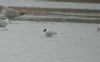 Little Gull at Vange Marsh (RSPB) (Steve Arlow) (27412 bytes)