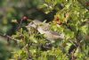 Barred Warbler at Gunners Park (Mike Bailey) (90523 bytes)