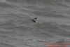Little Gull at Canvey Point (Richard Howard) (53385 bytes)