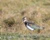Lapwing at Gunners Park (Andrew Armstrong) (104200 bytes)