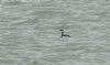 Red-necked Grebe at Southend Pier (Steve Arlow) (63684 bytes)