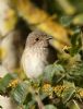 Spotted Flycatcher at Bowers Marsh (RSPB) (Graham Oakes) (65705 bytes)