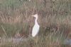Cattle Egret at Tewke's Creek (Don Petrie) (49278 bytes)